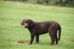 als pup 10 weken